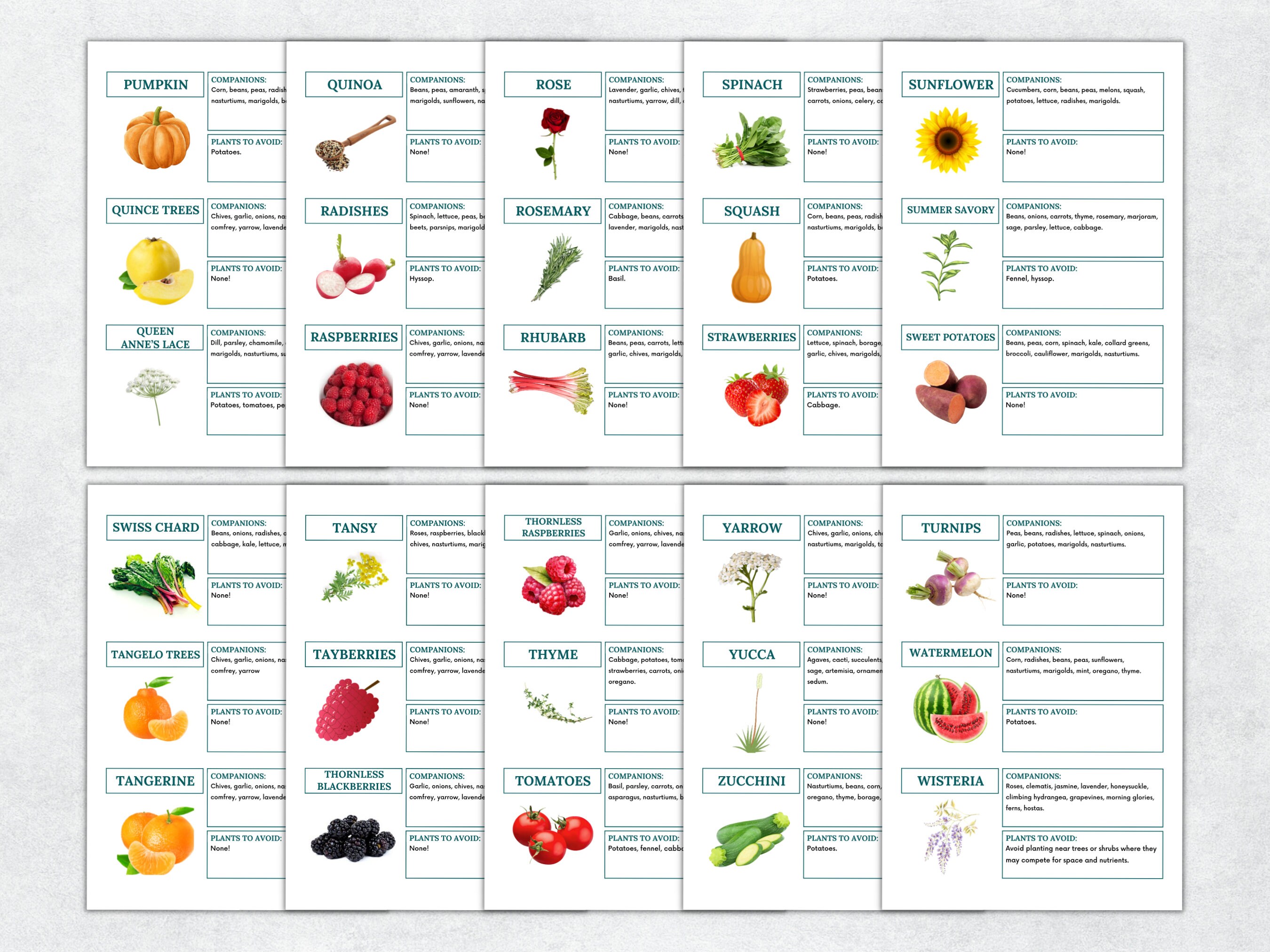 洋書　Planting Companions Companion planting chart for garden planning