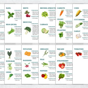May include: A colorful chart with illustrations of various vegetables and herbs, listing companion and avoid plants for each. The chart is divided into two sections, with the top section featuring vegetables like artichoke, basil, beets, brussel sprouts, carrots, corn, asparagus, bean (bush), broccoli, cabbage, celery, cucumbers, bean (pole), cilantro, and garlic. The bottom section features vegetables like lettuce, kale, potatoes, oregano, squash, tomatoes, melon, kohlrabi, radishes, peas, peppers, strawberry, swiss chard, onions, leeks, and spinach.