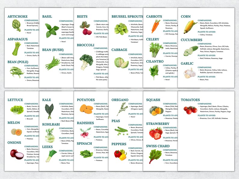 May include: A colorful chart with illustrations of various vegetables and herbs, listing companion and avoid plants for each. The chart is divided into two sections, with the top section featuring vegetables like artichoke, basil, beets, brussel sprouts, carrots, corn, asparagus, bean (bush), broccoli, cabbage, celery, cucumbers, bean (pole), cilantro, and garlic. The bottom section features vegetables like lettuce, kale, potatoes, oregano, squash, tomatoes, melon, kohlrabi, radishes, peas, peppers, strawberry, swiss chard, onions, leeks, and spinach.