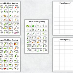 K&ouml;nnte beinhalten: Drei Diagramme mit Informationen zum Pflanzenabstand f&uuml;r Gem&uuml;se und Kr&auml;uter. Die Diagramme sind in Quadrate mit Bildern verschiedener Pflanzen und dem empfohlenen Abstand in Zoll unterteilt. Die Diagramme sind mit "Gem&uuml;se-Pflanzenabstand", "Kr&auml;uter-Pflanzenabstand" und "Pflanzenabstand" betitelt.