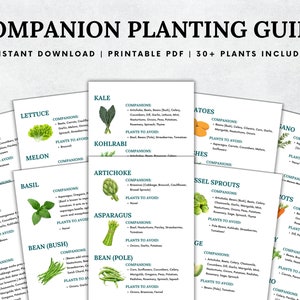 May include: A printable companion planting guide with illustrations of various vegetables and herbs. The guide lists companion plants and plants to avoid for each vegetable. The guide includes 30+ plants.