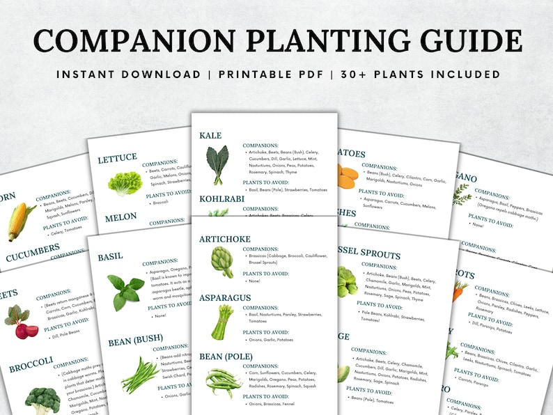 May include: A printable companion planting guide with illustrations of various vegetables and herbs. The guide lists companion plants and plants to avoid for each vegetable. The guide includes 30+ plants.