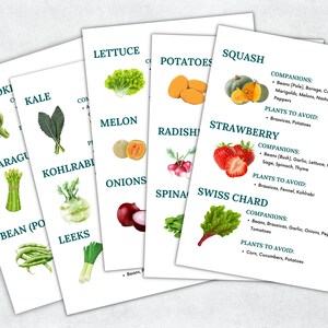 May include: A chart with illustrations of various vegetables and fruits, including artichoke, kale, asparagus, kohlrabi, bean, leek, lettuce, melon, onion, radish, potato, squash, strawberry, and swiss chard. The chart lists companion plants and plants to avoid for each vegetable and fruit.