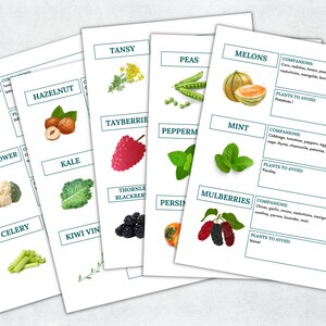 May include: A printable chart with illustrations of various plants and their companion and avoid plants. The chart includes plants like carrots, cauliflower, celery, kiwi vine, tansy, peas, melons, tayberries, peppermint, mint, mulberries, and blackberries.
