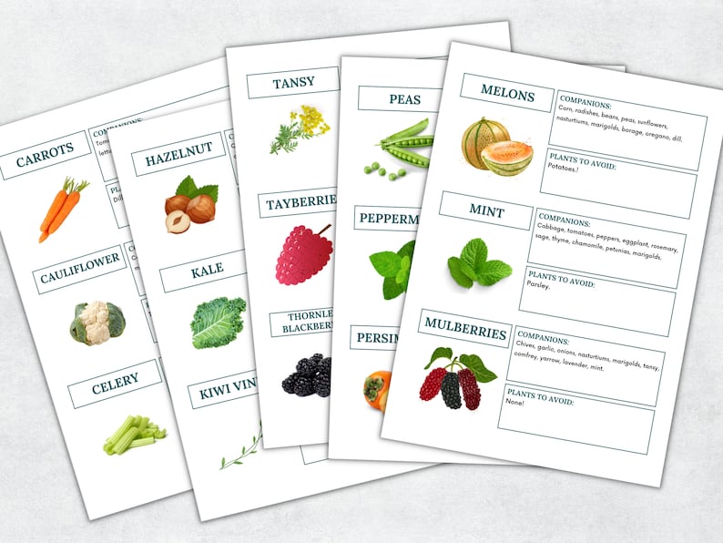 May include: A printable chart with illustrations of various plants and their companion and avoid plants. The chart includes plants like carrots, cauliflower, celery, kiwi vine, tansy, peas, melons, tayberries, peppermint, mint, mulberries, and blackberries.