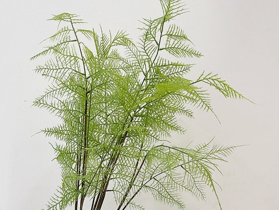 Knstlicher Plumosus Farn Stiel, Fake Asparagus Setaceus Terrarium,  Hochwertiges Grngesteck, Exotische Pflanzendekoration, Florale Dekoration  - Etsy sterreich