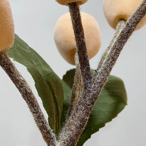 May include: Close-up of a branch with fuzzy brown stems and small peach-colored felt berries. The branch has a few green leaves.
