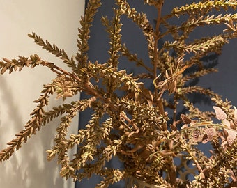 May include: Dried brown flower stems with delicate, feathery branches. The stems are arranged in a vase and the flowers are in various stages of drying.