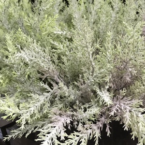Puede incluir: Un manojo de ramitas de cedro verde artificial con un acabado blanco escarchado. Las ramitas est&aacute;n dispuestas en un racimo y parecen formar parte de un arreglo floral m&aacute;s grande.