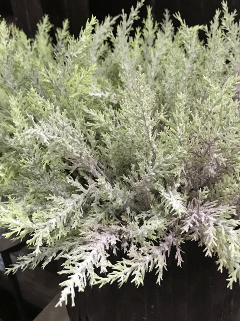 Puede incluir: Un manojo de ramitas de cedro verde artificial con un acabado blanco escarchado. Las ramitas est&aacute;n dispuestas en un racimo y parecen formar parte de un arreglo floral m&aacute;s grande.