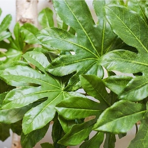 Op de afbeelding: Close-up van weelderige, groene bladeren met een kenmerkende, gelobde vorm. De bladeren hebben een glanzende textuur en opvallende nerven, wat wijst op een gezonde plant. Op de achtergrond is een licht, mogelijk houten element te zien.