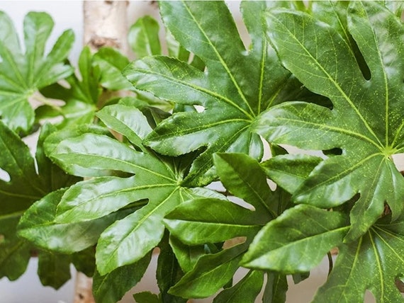 monstera deliciosa variegata large form Monstera Deliciosa Mint Variegated (Large Form) *Grower's Choice* main image 0