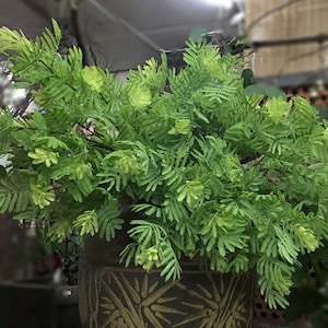 Könnte beinhalten: Ein Arrangement aus künstlichem Grün mit leuchtend grünen, farnartigen Blättern. Die Blätter sind in verschiedenen Grüntönen gehalten, von hell bis dunkel. Die Pflanze steht in einem dekorativen braunen Topf mit strukturiertem Muster.