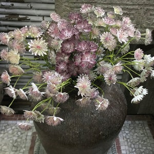 Artificial Astrantia Major Stem, Realistic Star Flower, Rustic Wildflower, Wedding Bouquet DIY, Home Floral Arrangement, Dining Table Spray