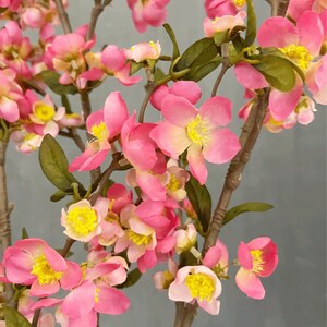 May include: A pink flowering branch with multiple blossoms. The flowers have a light pink color with yellow centers. The branch is brown and has green leaves.