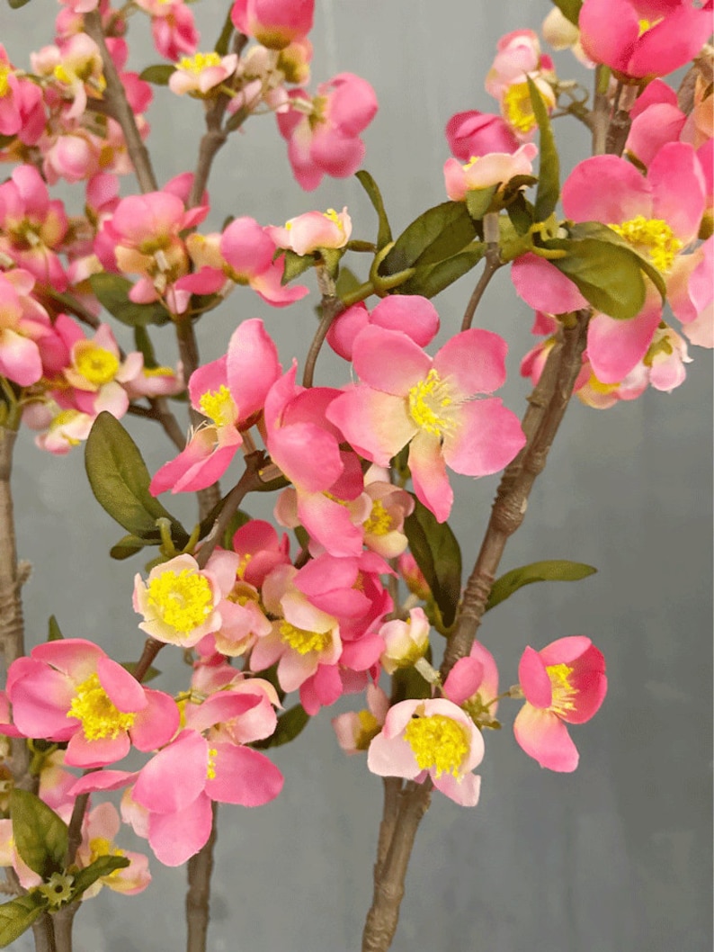 May include: A pink flowering branch with multiple blossoms. The flowers have a light pink color with yellow centers. The branch is brown and has green leaves.
