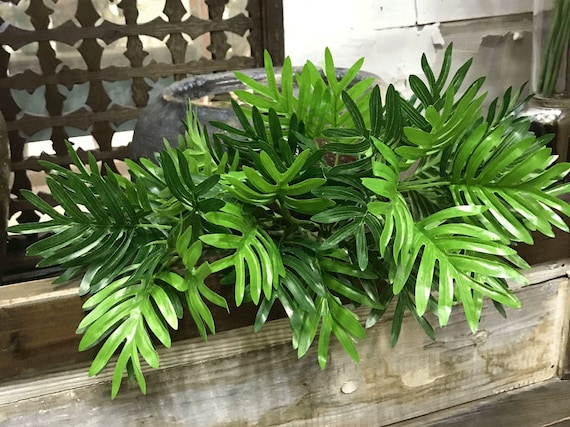 philodendron billietiae variegata kaufen Philodendron billietiae — Ecuagenera Orquídeas del Ecuador