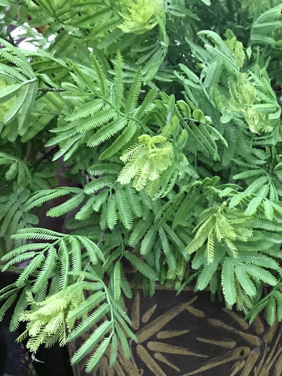 Artificial Mimosa Pudica Tree, Realistic Sensitive Plant, Fake