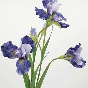 May include: A bouquet of three purple and white iris flowers with green stems and leaves.