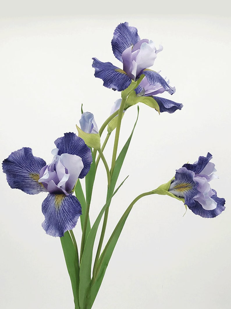 May include: A bouquet of three purple and white iris flowers with green stems and leaves.