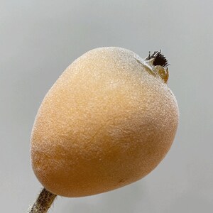 May include: A single, frosted, light brown poppy seed pod with a dark brown stigma on a thin, brown stem.
