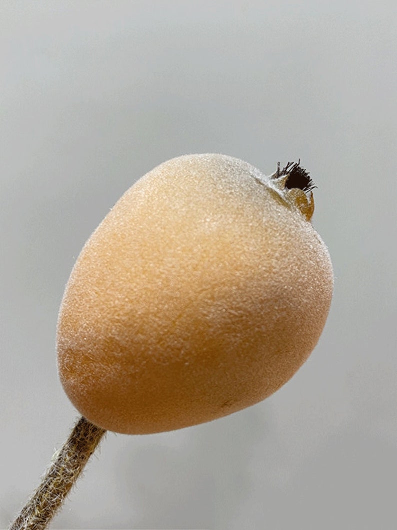 May include: A single, frosted, light brown poppy seed pod with a dark brown stigma on a thin, brown stem.