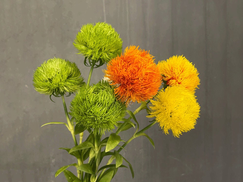 Green Trick Dianthus Flower With Foliage, Allium Pompon Bloom