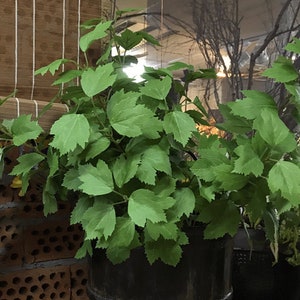 Humulus Lupulus Hop Branch, Artificial Beer Hop Foliage, Faux Mulberry Leaf Stem, Home Greenery Decor, Indoor Plant Craft, Bouquet Filler