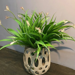 Wedding Spider Plant - Etsy