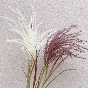 Puede incluir: Dos tallos de hierba seca, uno blanco y otro morado, sobre un fondo rosa texturizado.