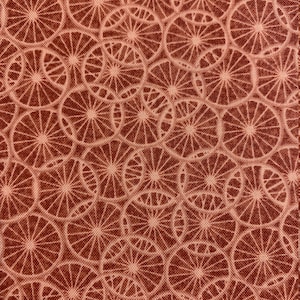 1/2 Yard Sweet Ride | Bicycle Spokes | Wheels | Tires on Coral | 100% Cotton Quilting Fabric by Oasis Fabrics