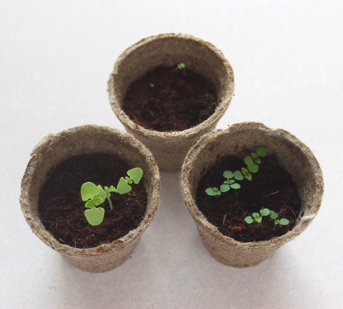 Grow Your Own Basil Illustrated Herb Kit With Sweet Etsy