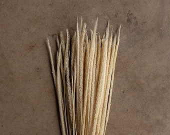 May include: A bunch of dried pampas grass with a natural beige color. The grass is arranged in a vertical position against a brown background.