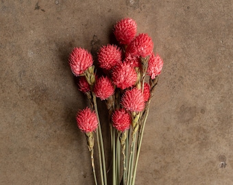 Dried Gomphrena or Amaranth Globe - Pink