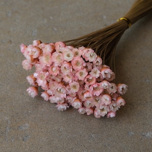 Mini Star Flowers - Pink/White