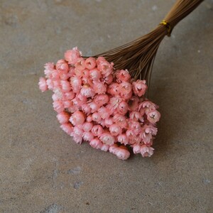 Mini Star Flowers - Pink