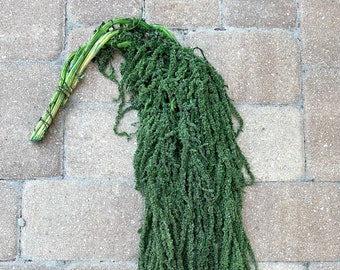 Hanging Amaranthus - Green Grass