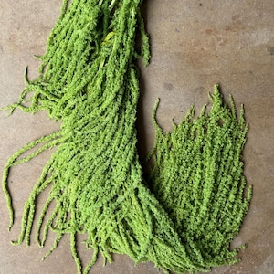 Hanging Amaranthus - Lime Green
