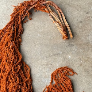 Hanging Amaranthus - Burnt Orange
