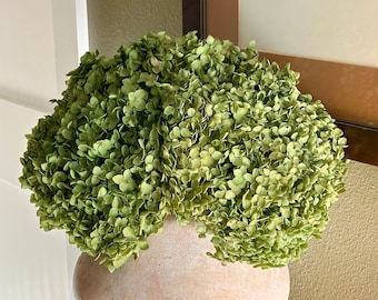 Preserved Large Spring Green Hydrangea - St Patrick’s Day