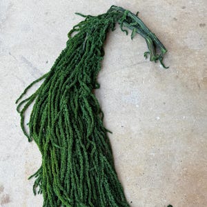 Hanging Amaranthus - Emerald Forest Green