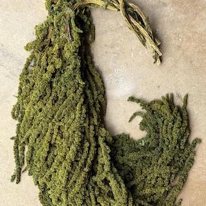 Hanging Amaranthus - Pine Forest Green