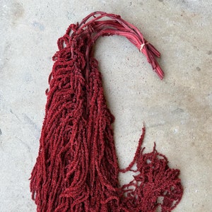 Hanging Amaranthus - Deep Red