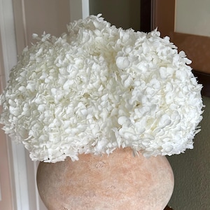 May include: A large bouquet of white dried hydrangeas in a terracotta vase.
