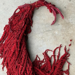 Hanging Amaranthus - Red