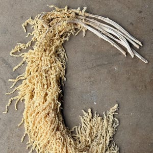 Hanging Amaranthus - Yellow
