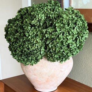 May include: A large, round arrangement of green dried flowers sits in a light peach-colored, terracotta vase. The vase has a wide, rounded body and a slightly flared rim. The arrangement is full and lush, creating a natural, organic aesthetic.