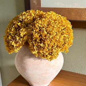 Real Hydrangea Preserved- Large Mustard Gold