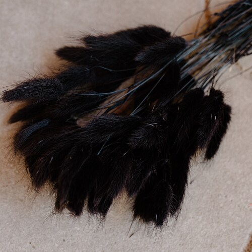 Bunny Tails Grass 50100150 Stems Lagurus Grass Etsy