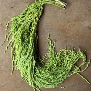 Hanging Amaranthus - Light Green